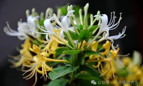 鳝鱼的功效与作用及营养价值-鳝鱼功效与适宜人群、鳝鱼作用与功效 -鳝鱼的功效与禁忌网